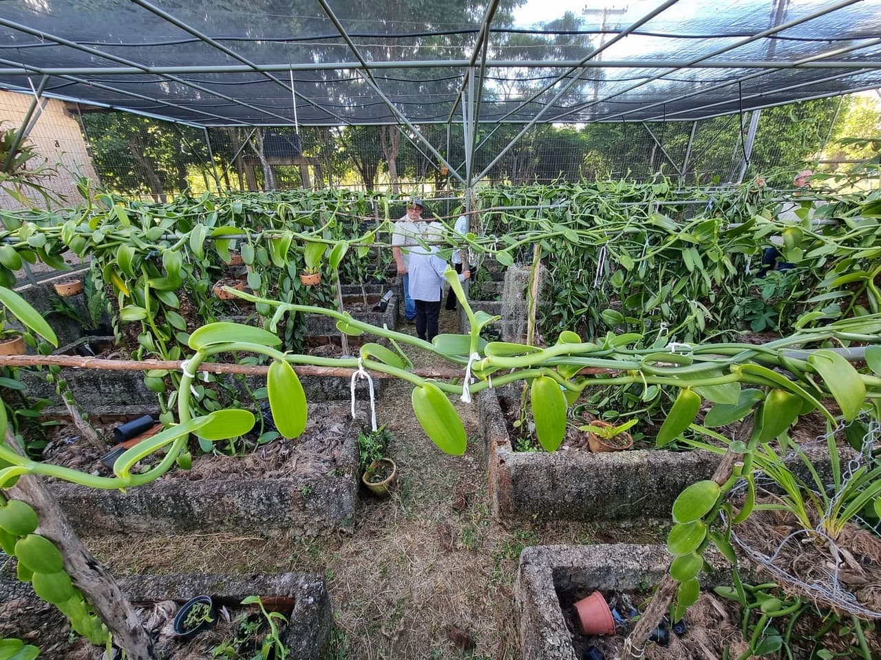 Colaboração com produtores de baunilha